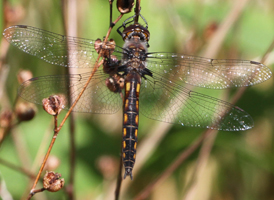 Common Baskettail